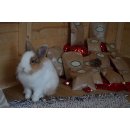 Adventskalender Kaninchen & Nager *versandkostenfrei*