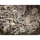 Breitwegerich B-Qaulität 1kg